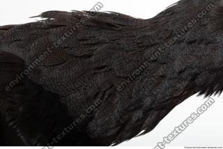 bird skin feather 0011